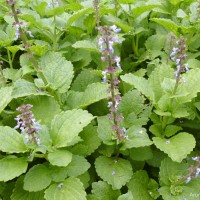 Coleus rotundifolius (Poir.) A.Chev. & Perrot